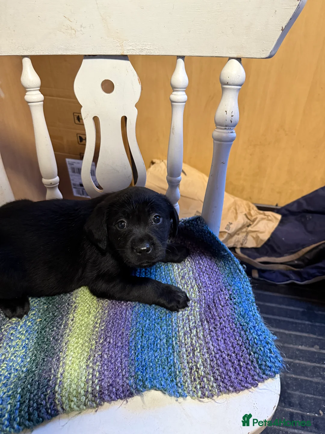 Labrador Retriever dogs for sale: 4 stunning black lab puppies - Advert 17