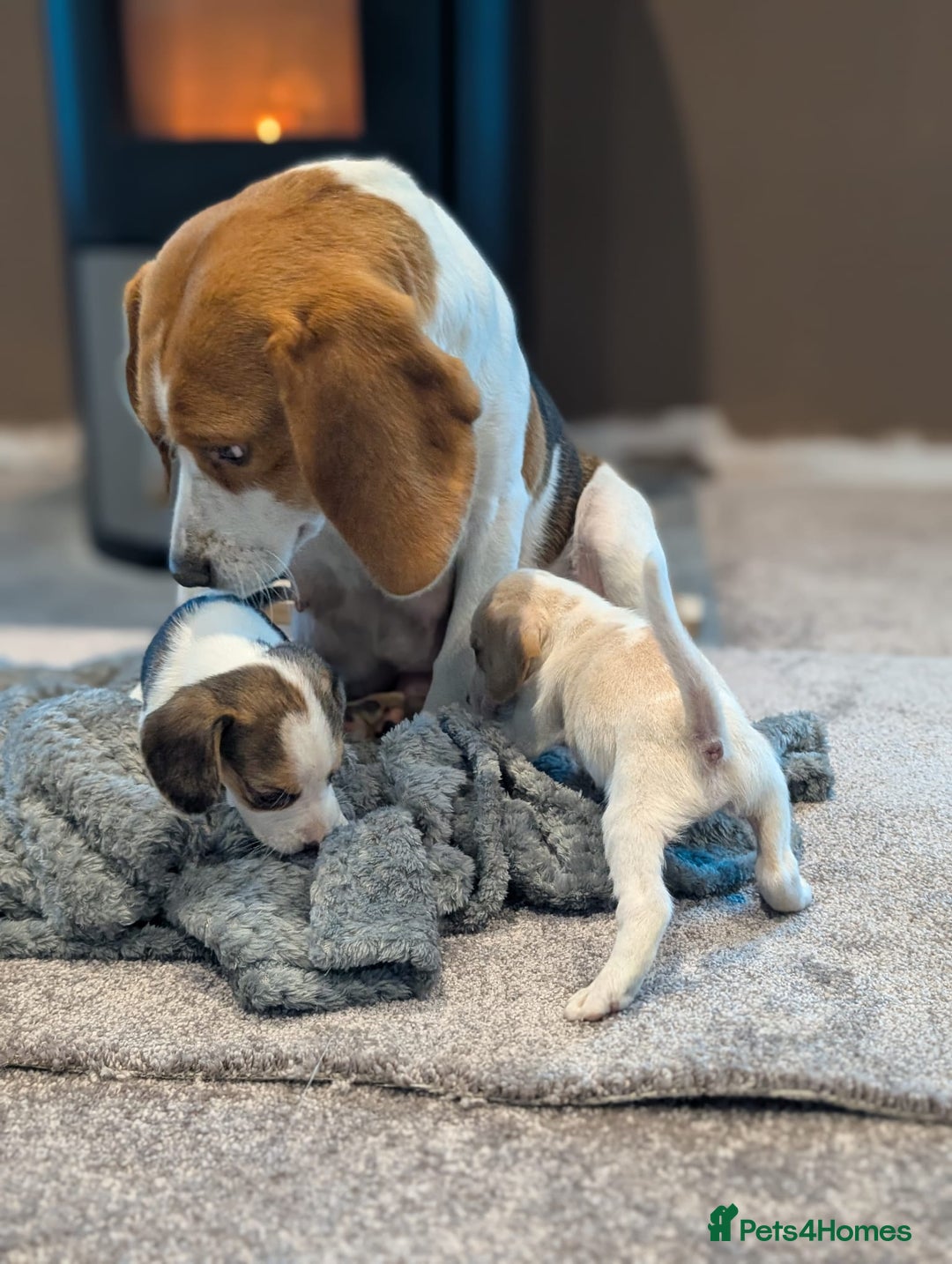 Beagle dogs for sale: 4 Gorgeous Beagles left! Ready to go - Advert 2