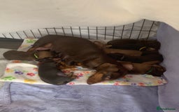 Miniature Dachshund dogs for sale: Miniature dachshunds  - Image 5