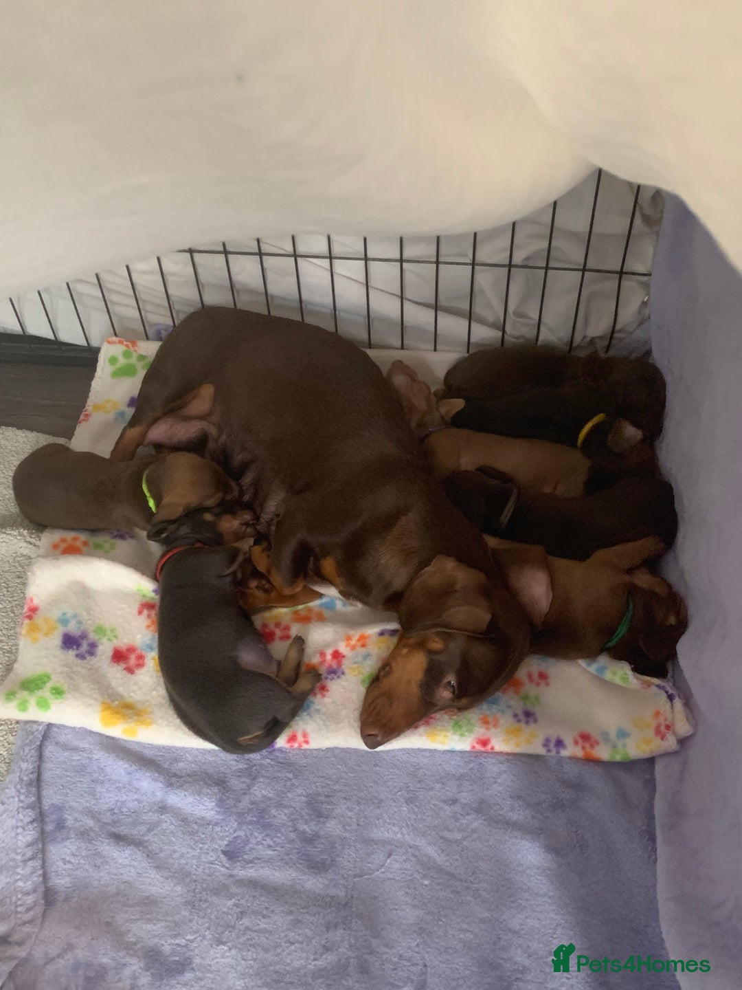 Miniature Dachshund dogs for sale: Miniature dachshunds  - Image 5