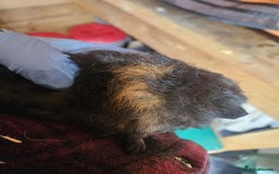 Guinea Pig rodents for sale: 2 Male Baby Guinea Pigs  - Image 3