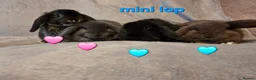 Mini Lop rabbits for sale: Mini lop Ready now very tame ☆price for pair☆ - Advert 2