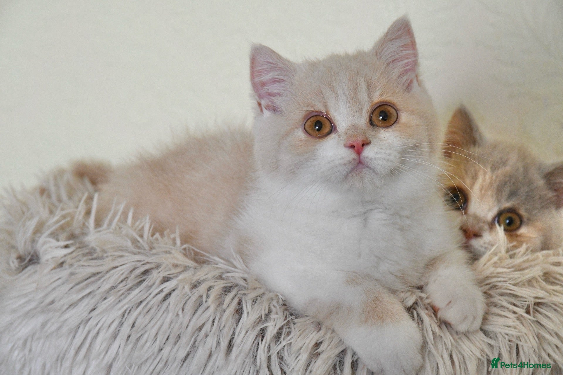 British Shorthair cats Beautiful British Shorthair boy  - Advert 1