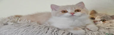 British Shorthair 1