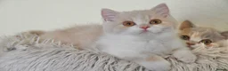 British Shorthair cats for sale: Beautiful British Shorthair boy  - Advert 12