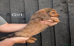 Miniature Dachshund dogs for sale: Mini dachshund puppies - Image 8