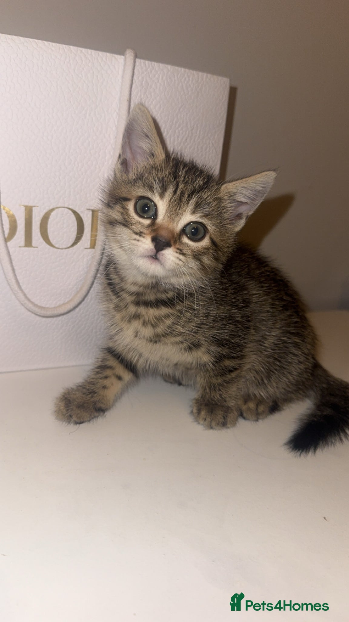 Bengal cats Beautiful half bengal kitten  - Advert 1