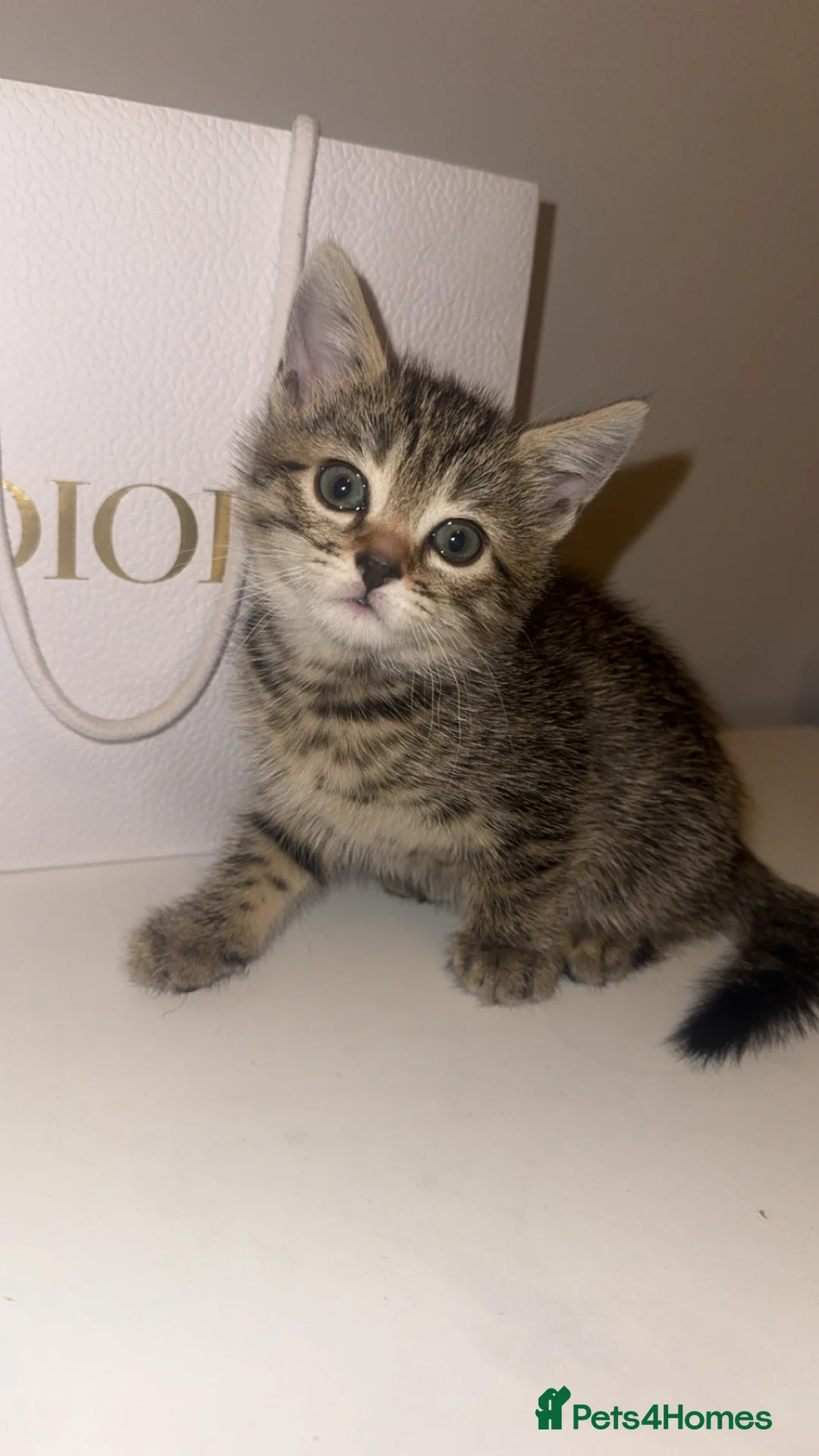 Bengal cats for sale: Beautiful half bengal kitten  - Advert 1