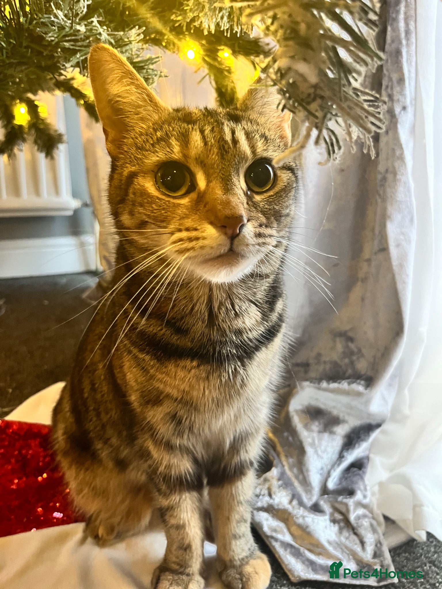 Mixed Breed cats for sale: 1 tabby boy left!! Ready now!! - Advert 8