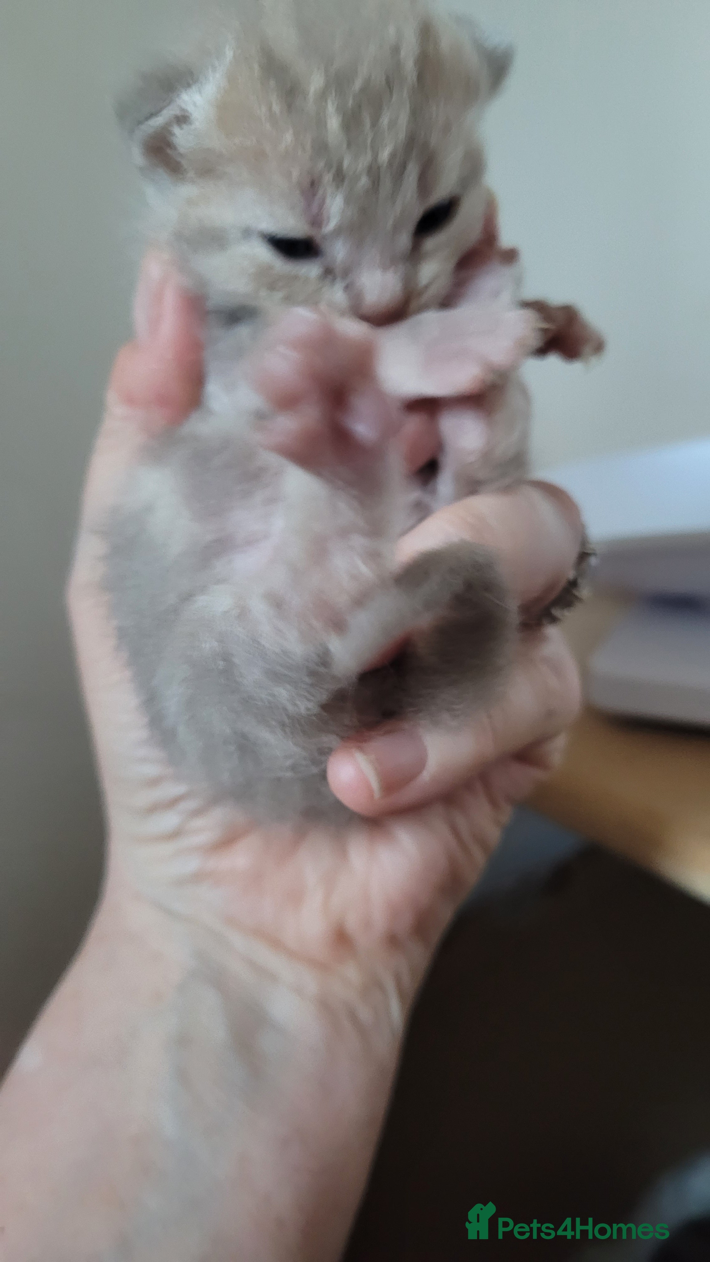 British Shorthair cats 5 beautiful bsh kittens  - Advert 2