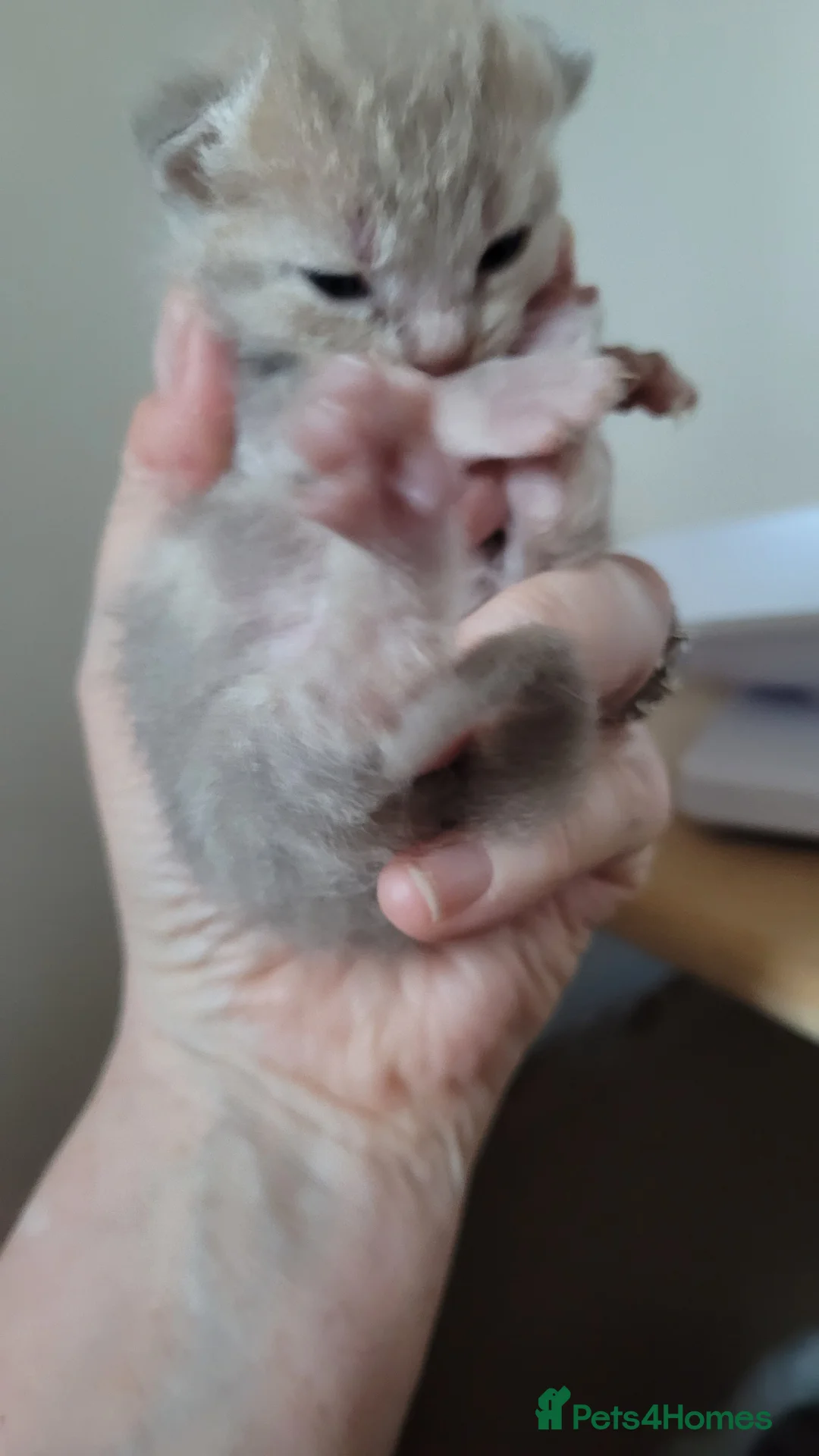 British Shorthair cats for sale: 5 beautiful bsh kittens  - Advert 2