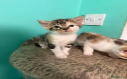 Maine Coon cats for sale: Adorable Half Maine Coon Kittens for Sale  - Image 8