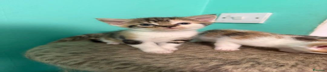 Maine Coon Kitten 3