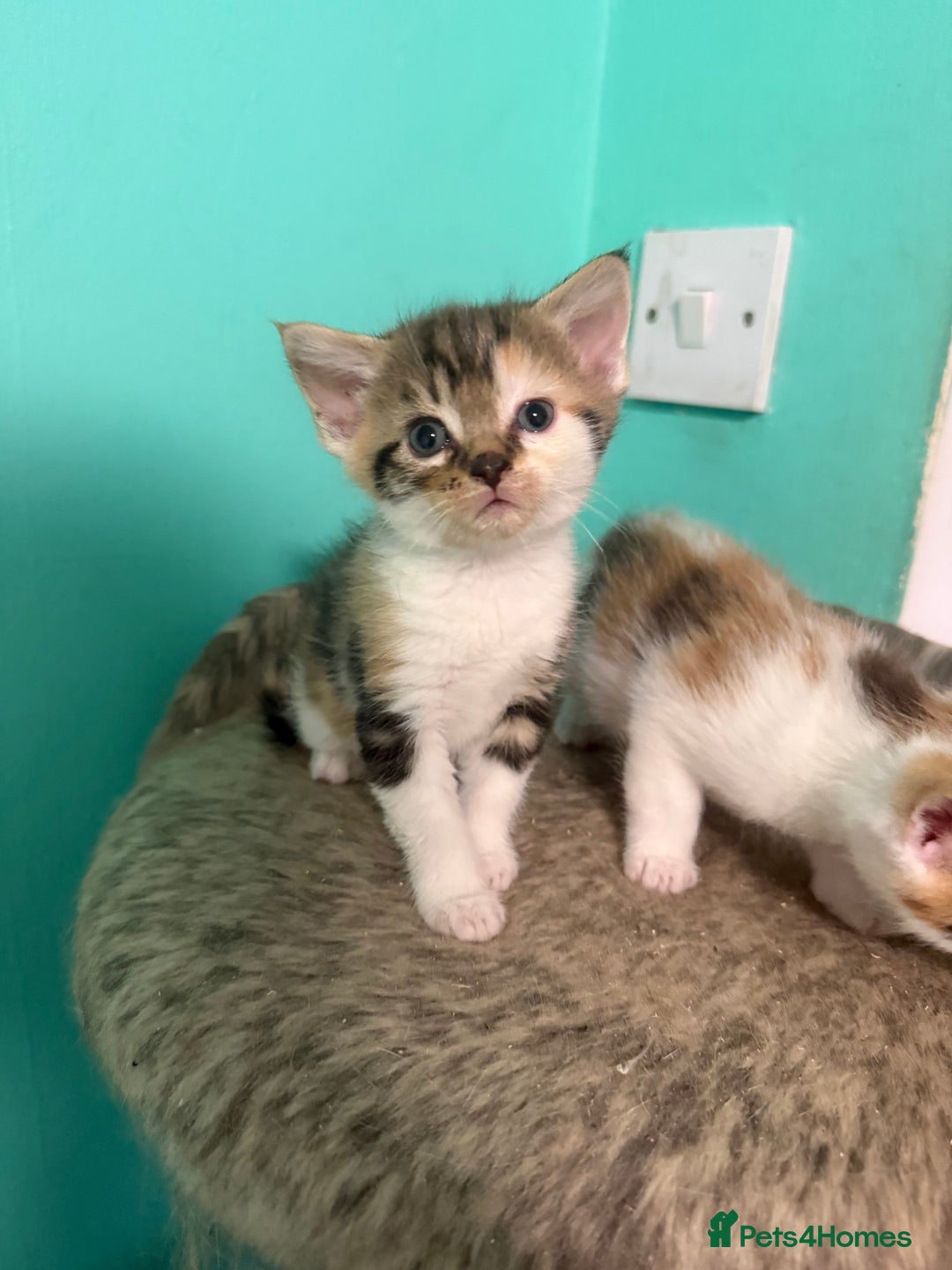 Maine Coon cats for sale: Adorable Half Maine Coon Kittens for Sale  - Image 8