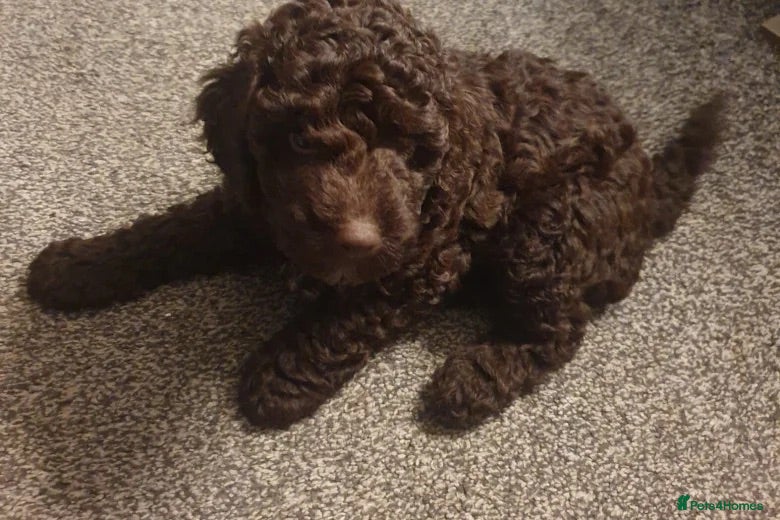 Cockapoo dogs Chocolate Cockapoo - Advert 1