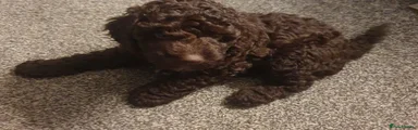 Chocolate Female