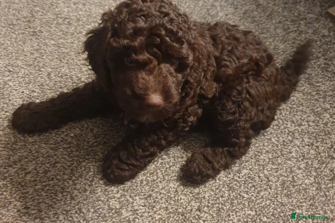 Cockapoo dogs for sale: Chocolate Cockapoo in Keston - Advert 1