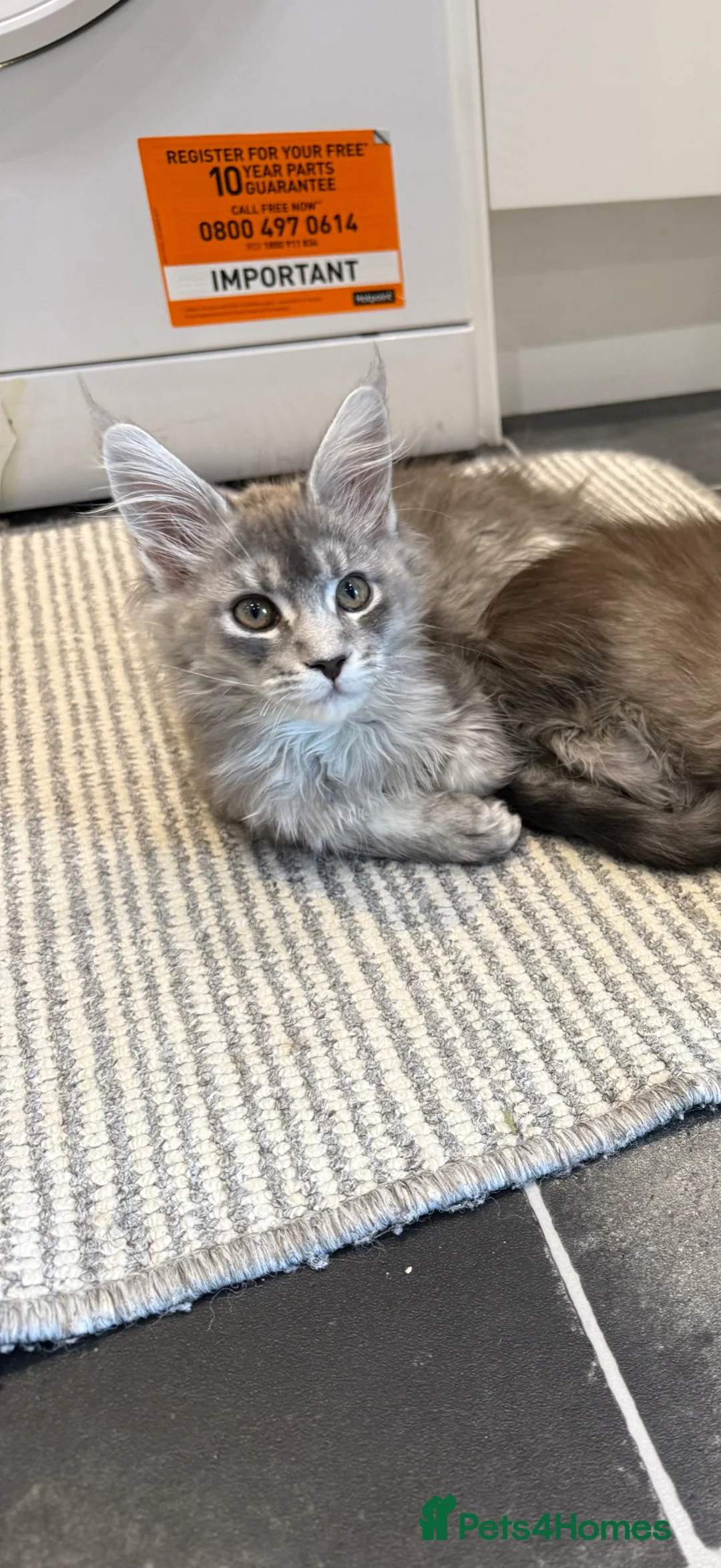 Maine Coon cats for sale: GCCF REG Blue ticked (a25 ) Tabby Female Kitten - Advert 1