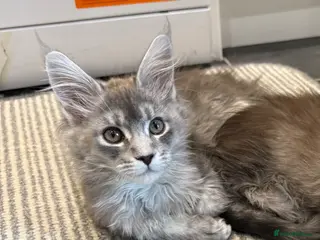Maine Coon cats GCCF REG Blue ticked (a25 ) Tabby Female Kitten - Advert 13