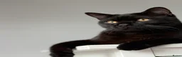 British Shorthair cats for sale: Arlo, British Shorthair Male, very loving and warm - Advert 3