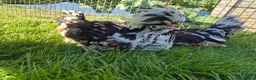 Chickens poultry for sale: Tolbunt polish chicks in Guildford - Advert 4