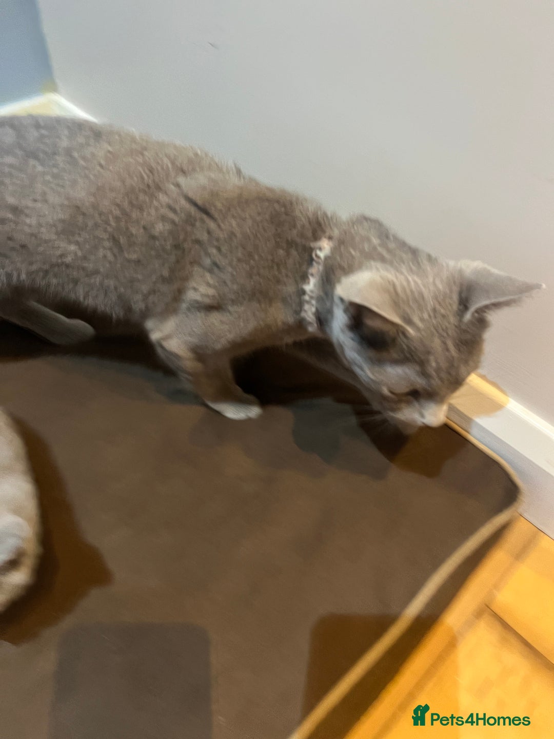 Russian Blue cats for sale: Adorable Russian blue kitten champion bloodline - Image 17