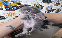 Maine Coon cats for sale: Maine coon kittens  - Image 10