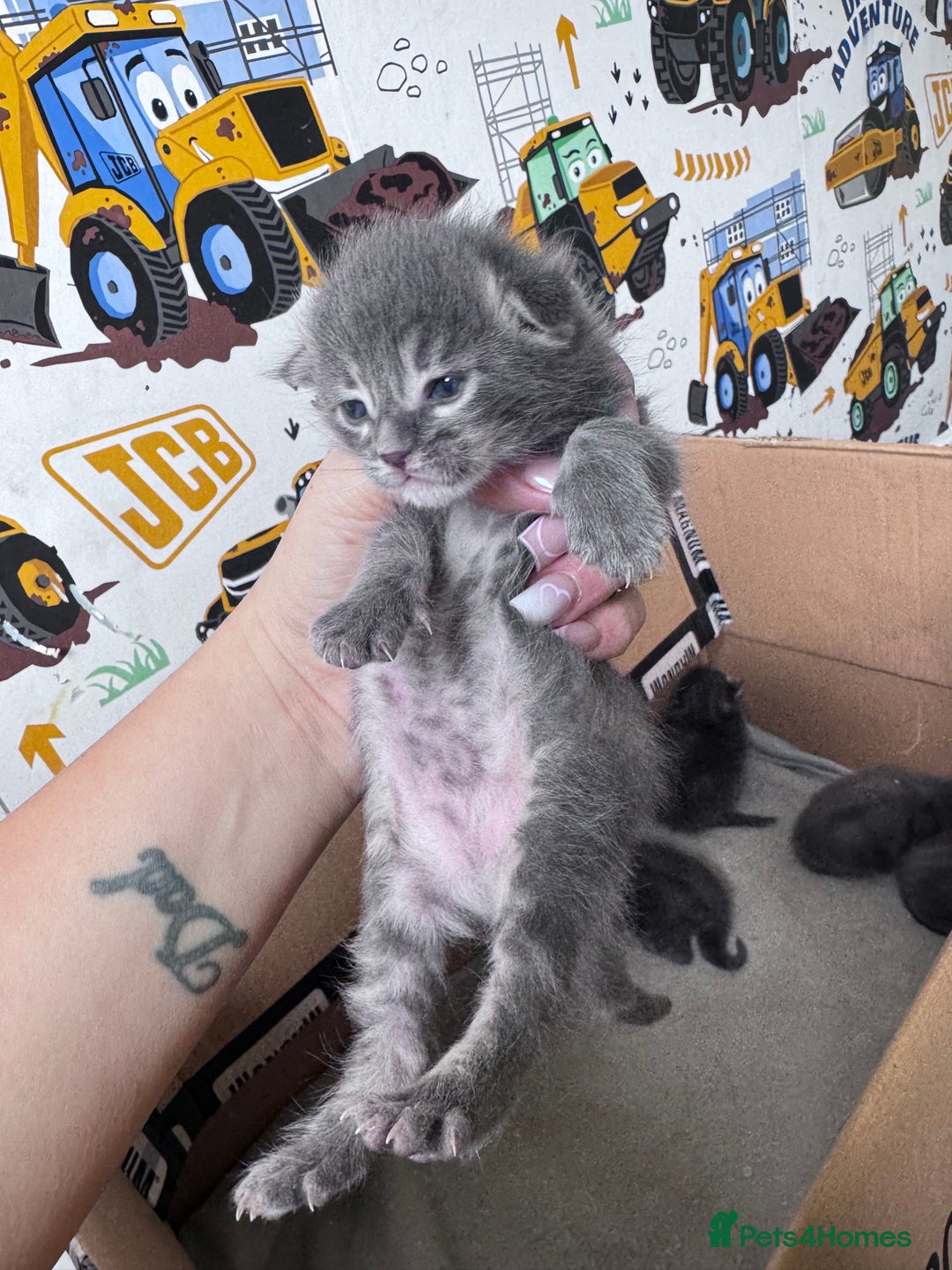 Maine Coon cats for sale: Maine coon kittens  - Image 10