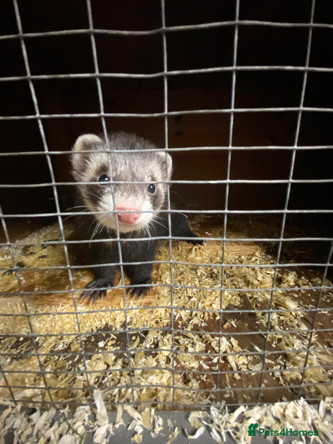 Ferret rodents for sale: Ferrets polecats 2 hobs 1 jill - Advert 3