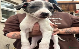 Whippet dogs for sale: Whippet pups x14 - Advert 6