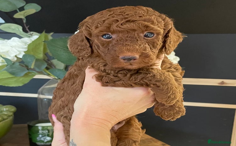 Miniature Poodle dogs for sale - Advert 1
