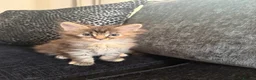 Maine Coon cats for sale: Main coon kittens  in Cumnock - Advert 11
