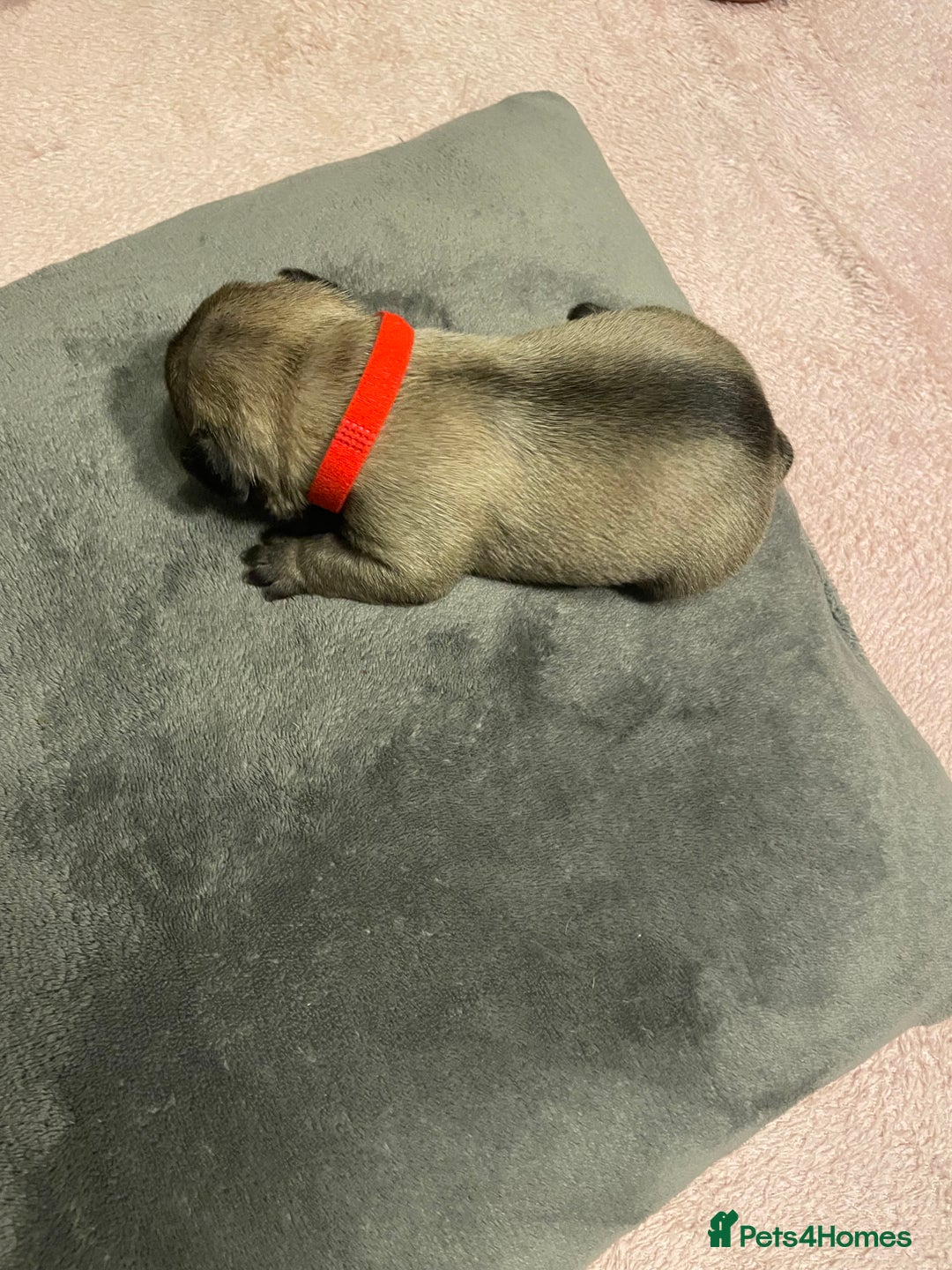 French Bulldog dogs for sale: 7 beautiful male French bull dog pups - Image 6