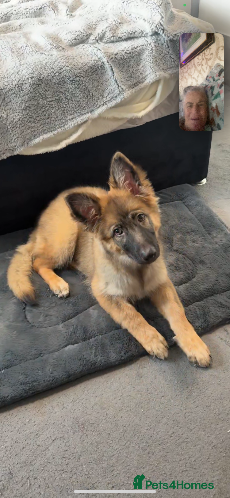 German Shepherd dogs German shepherd  - Advert 11