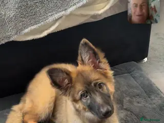 German Shepherd dogs German shepherd - Advert 11