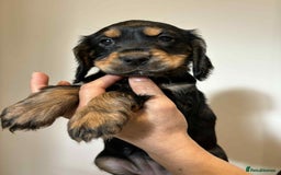 Cocker Spaniel dogs for sale: Pure show type dna health tested KC reg parents  - Image 9