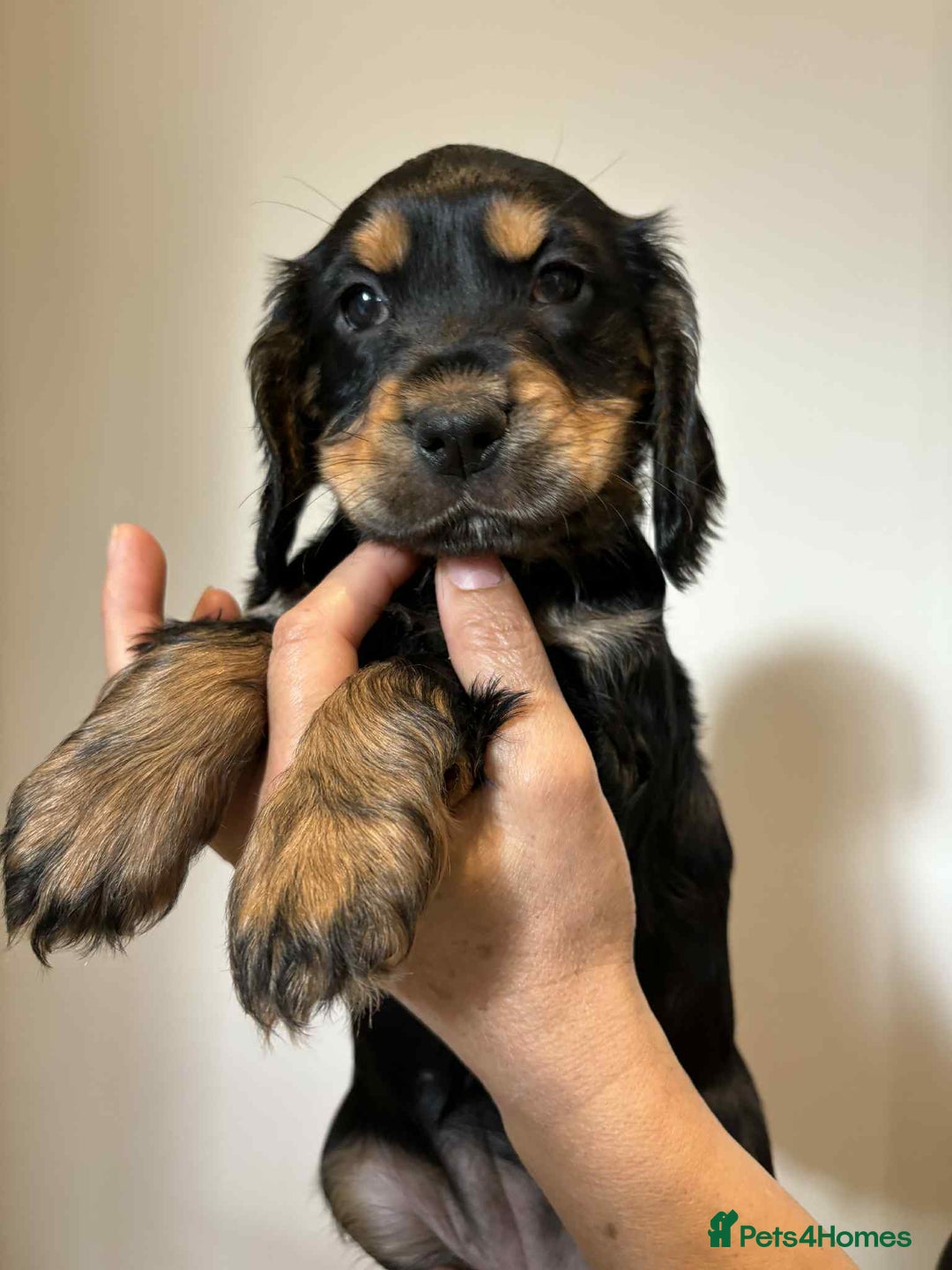 Cocker Spaniel dogs for sale: Pure show type dna health tested KC reg parents  - Image 9