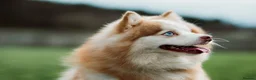 Pomsky dogs for sale: F4 Pomsky Puppies  - Advert 17
