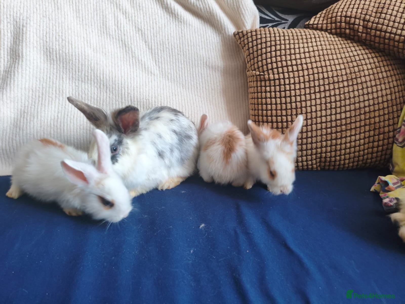 Mixed Breed rabbits FINAL FRIENDLY FEMALE BUNNY  - Advert 22