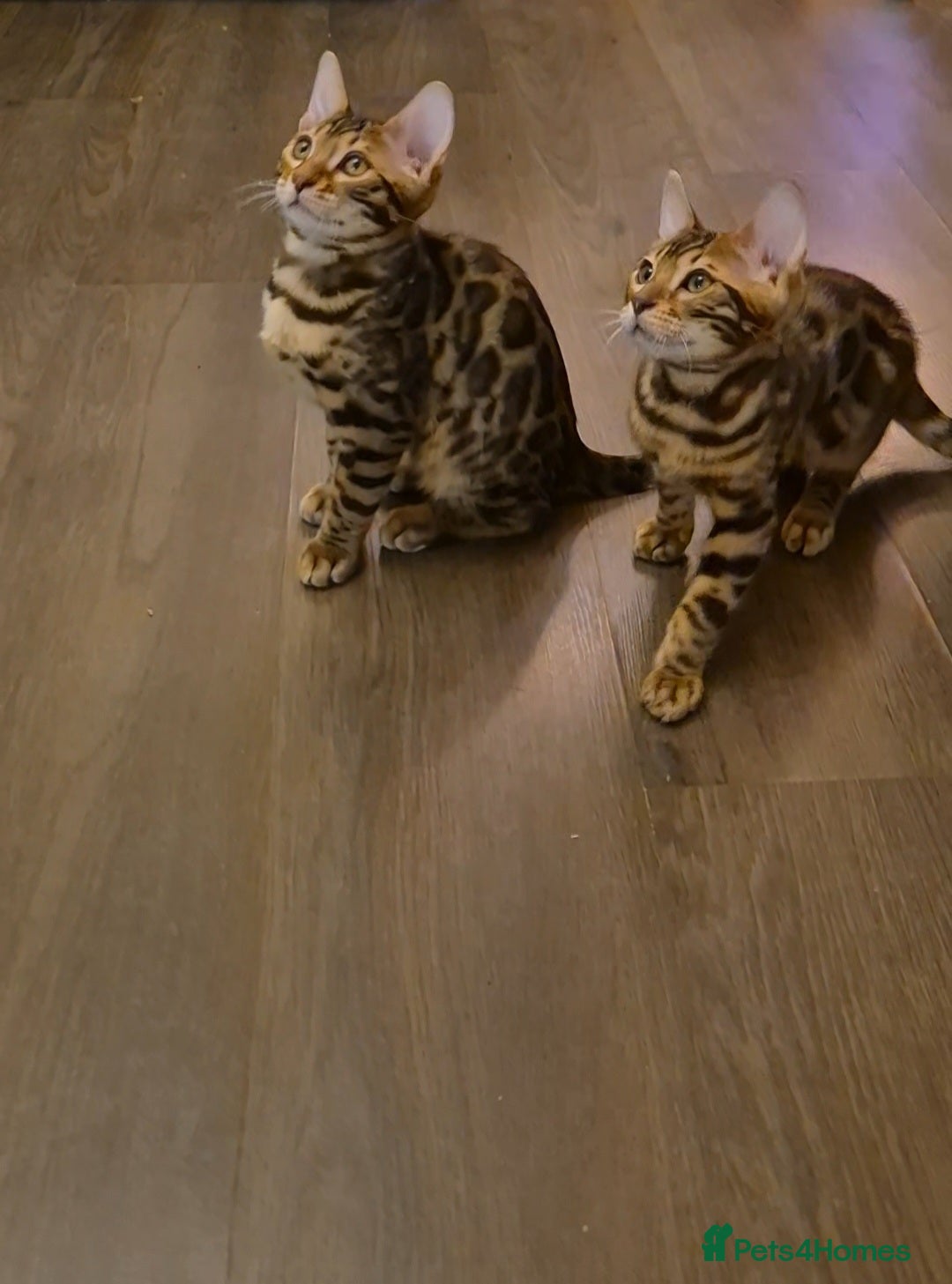 Bengal cats MagicBengal Kittens looking for new homes 🥰 - Advert 1