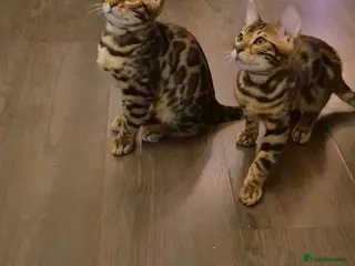 Bengal cats MagicBengal Kittens looking for new homes 🥰 - Advert 2