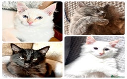 Ragdoll cats for sale: Calico Ragdoll kitten  - Image 2