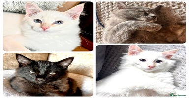 Ragdoll cats - Advert 9