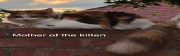 Mixed Breed cats for sale: Ginger with white kitten - Male - Advert 5