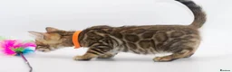 Bengal cats for sale: Stunning TICA Registered Bengal Kittens - Advert 17