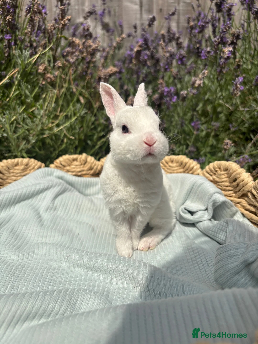 Rex rabbits for sale: Stunning mini Rex ready to reserve 🫶🏻 - Advert 2