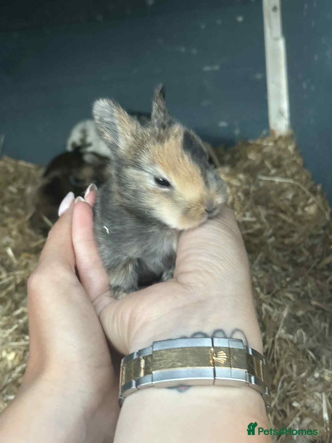 Harlequin rabbits for sale: Harlequin Baby rabbits for sale   - Image 19