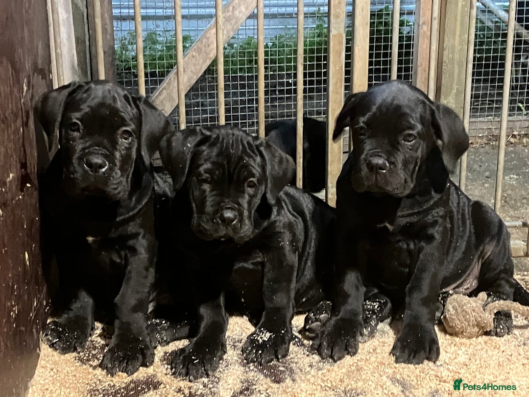 Cane Corso dogs for sale: All are now sold  - Advert 13