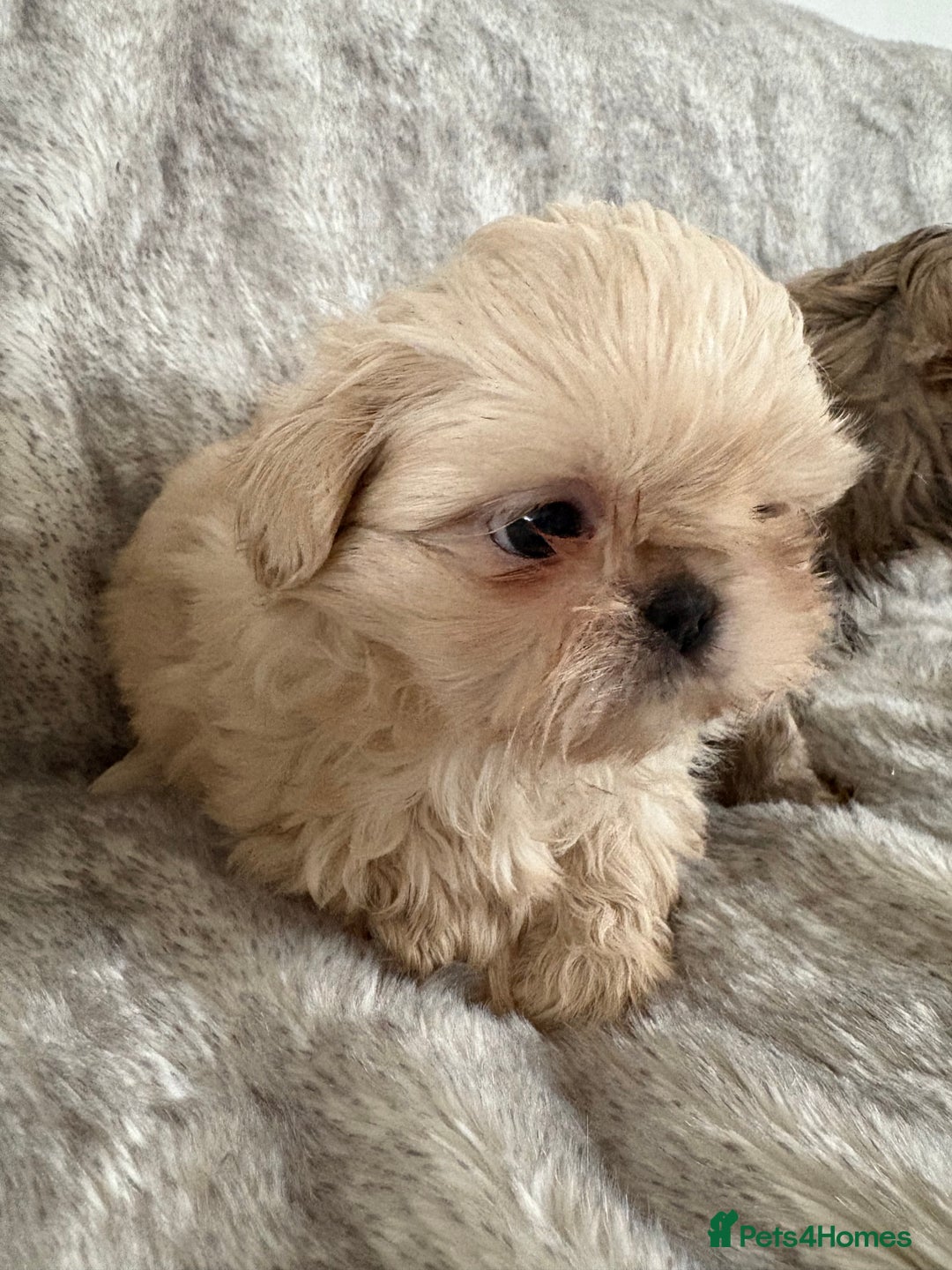 Shih Tzu dogs for sale: Reduced Ready now imperial Shihtzu  - Advert 6