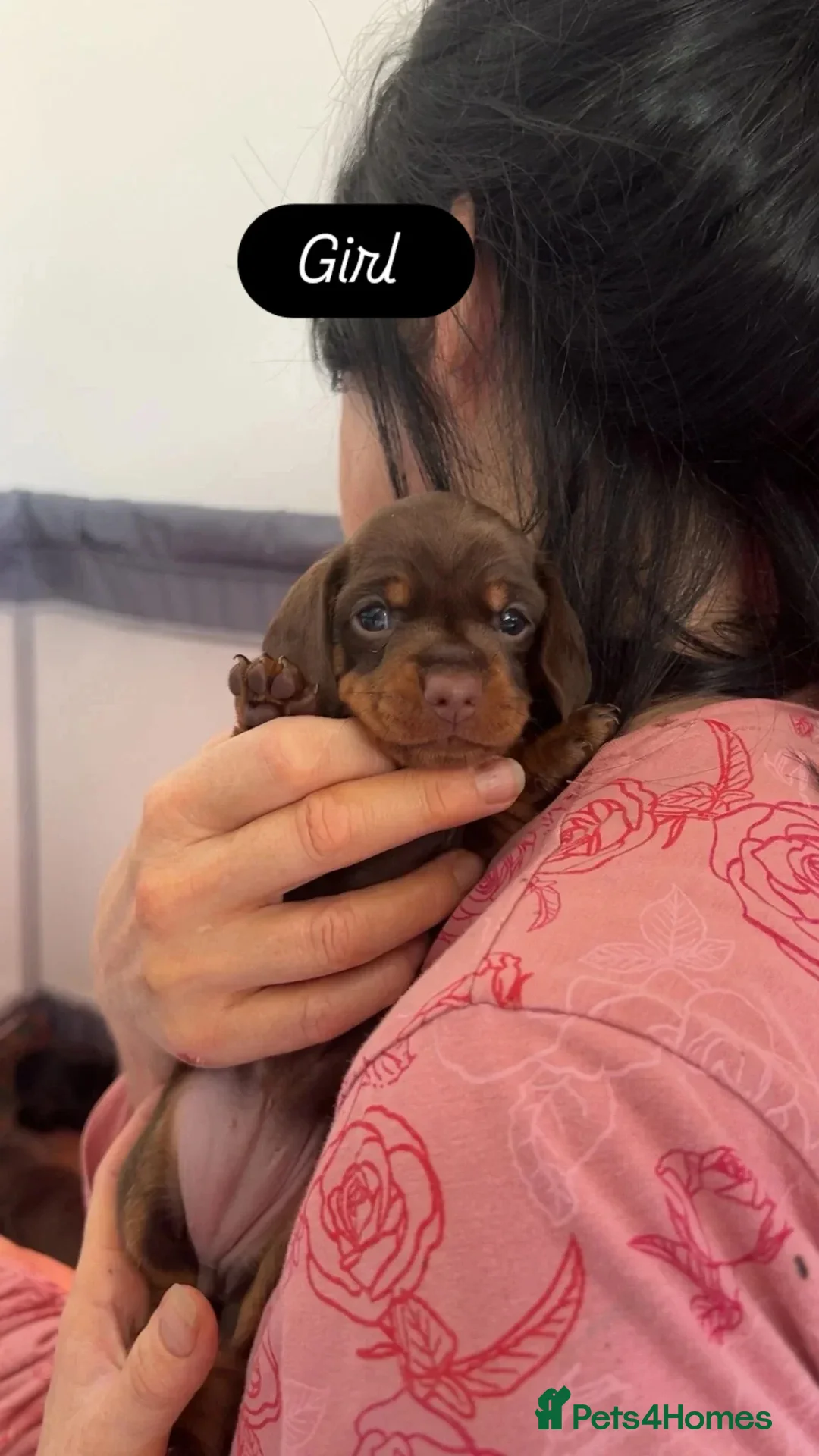 Dachshund dogs for sale: Dachshund puppies  - Advert 28